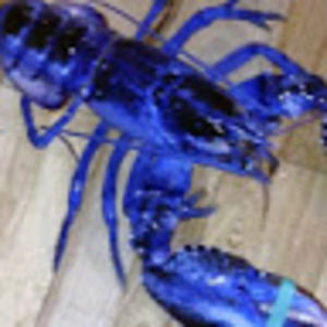 Meet your Posher, Dax